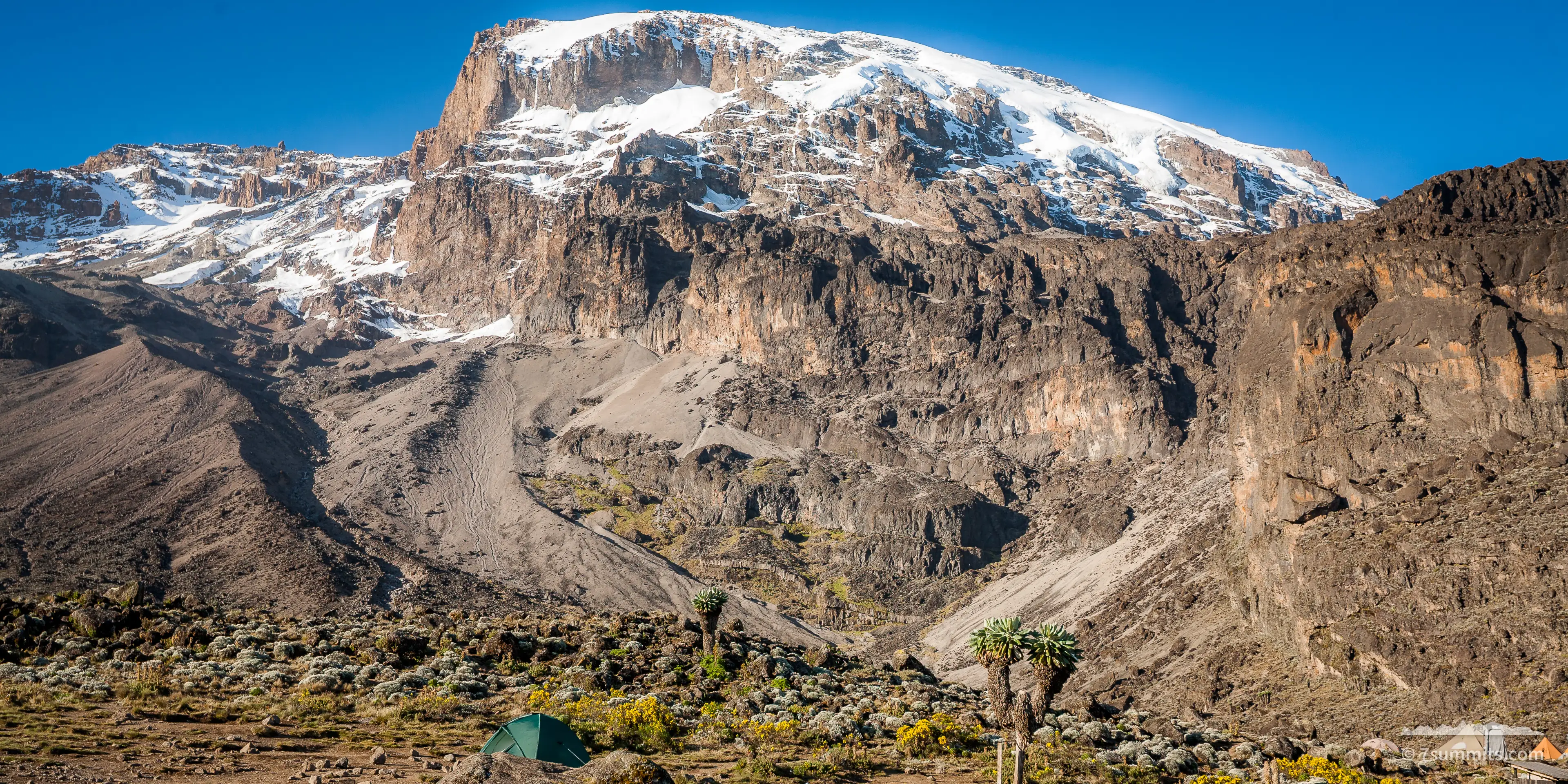 A green tent pitched among giant groundsel and low scrub below the Barranco Wall, with the glaciated south face of Kibo rising into clear blue sky above.