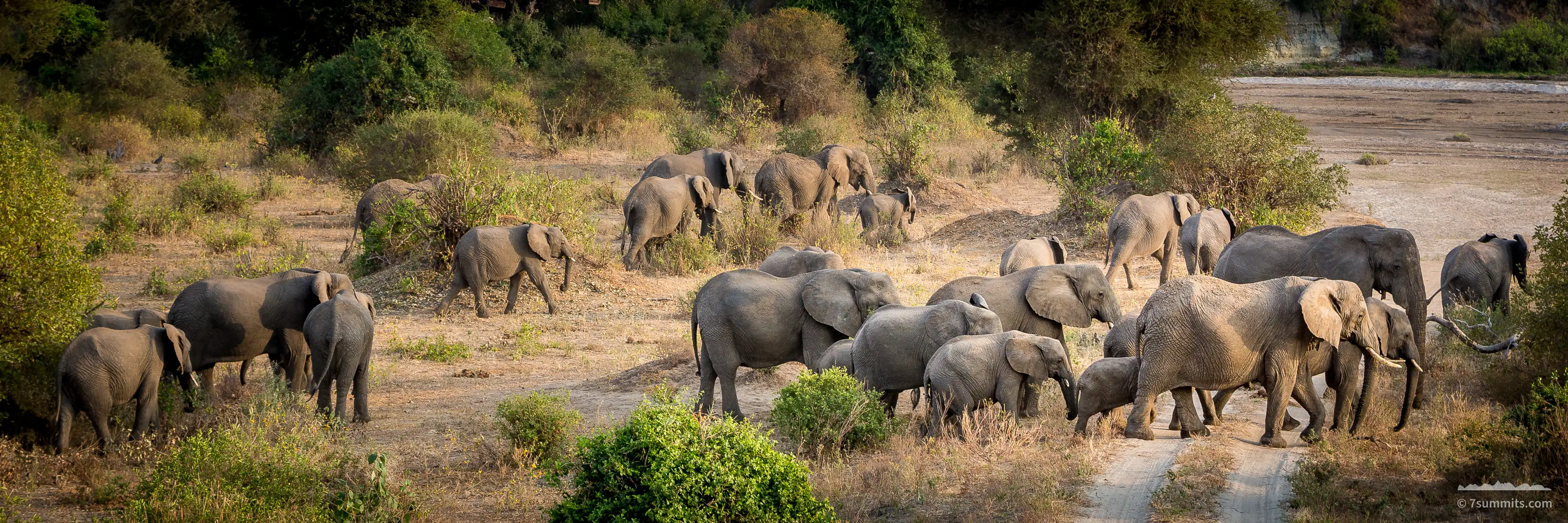 A large herd of elephants, adults and calves, moving across dry scrubland and a sandy riverbed track in low golden light.