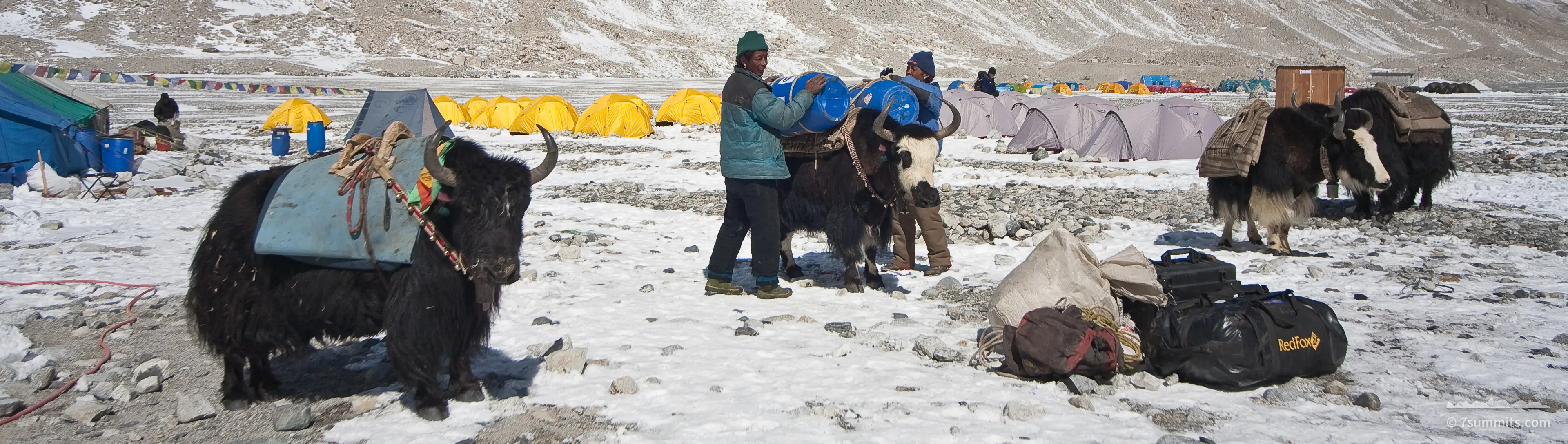 Loading yaks in Everest BC