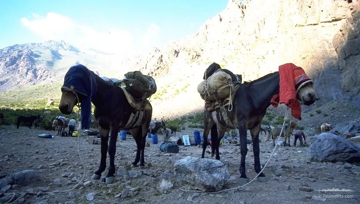 Pablo & Fred, our faithful mules