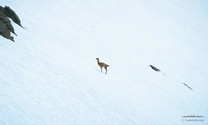 Lonely but strong Guanaco