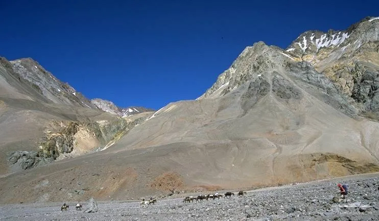 Mules coming up the valley looking strong...