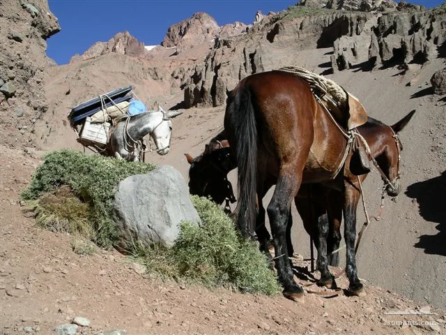 Hardworking animals making sure we do not carry too much... They drop all gear off at Basecamp