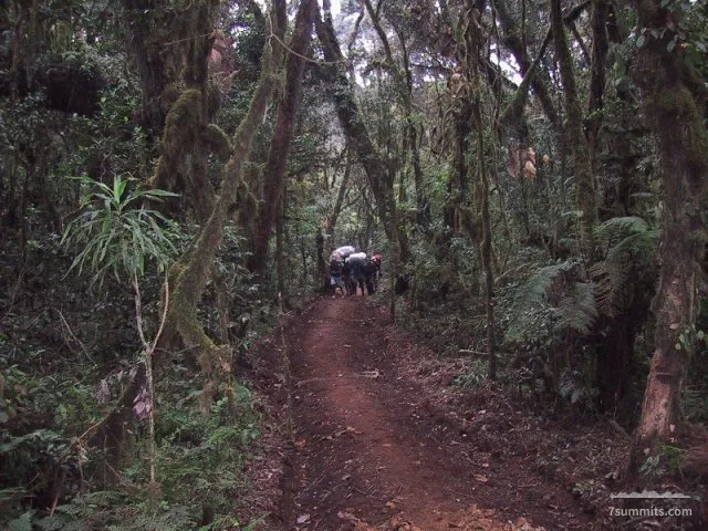 Starting the trek in the jungle up the Machame Route