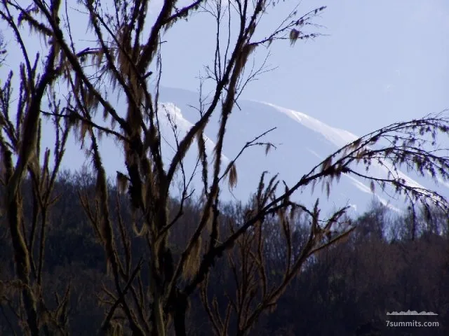 Kilimanjaro through the trees at Machame Hut