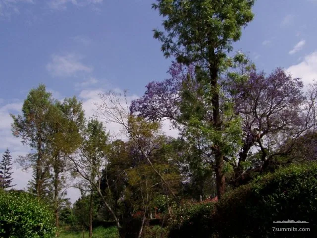 A purple-flowered tree on the way to Machame Gate