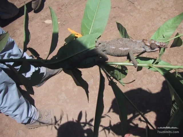 Chameleon near Mweka village