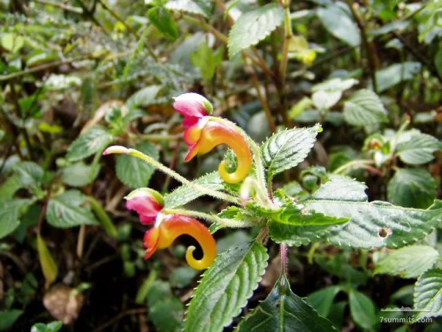 Impatiens kilimanjari, going down on Mweka Trail