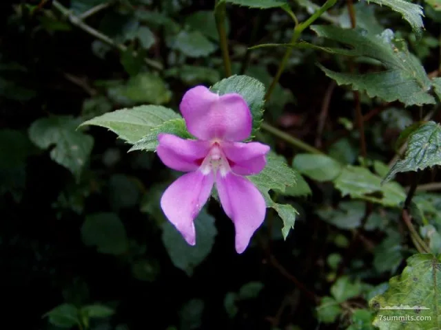 Impatiens musicola (variation), going down on Mweka Trail
