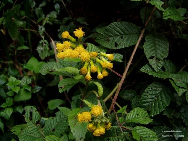 Unknown flower, going down on Mweka Trail