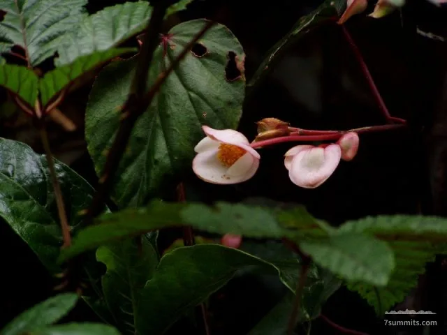 Unknown flower, going down on Mweka Trail