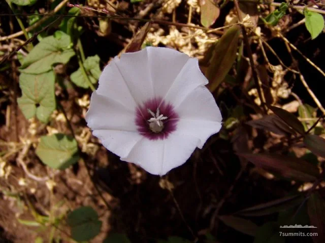 Unknown flower, going down on Mweka Trail