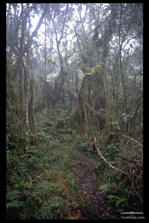 The path up Machame Gate to Machame Hut passes dense vegetation.