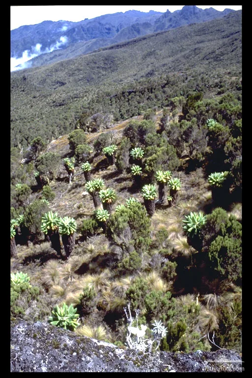 The slope of Kilimanjaro (about 3000 m) with Senecio Johnstonii plants