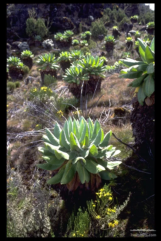 Detail of a slope of Kilimanjaro (about 3000 m) with Senecio Johnstonii?