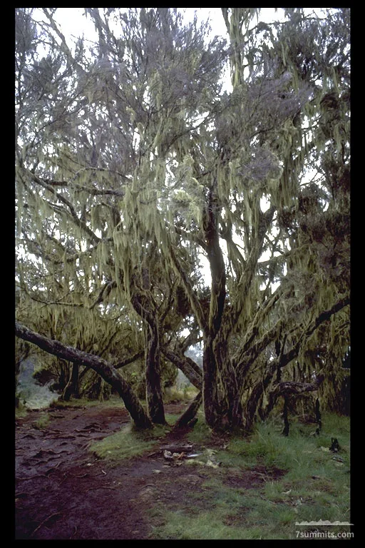 Tree with a mossy 'beard'