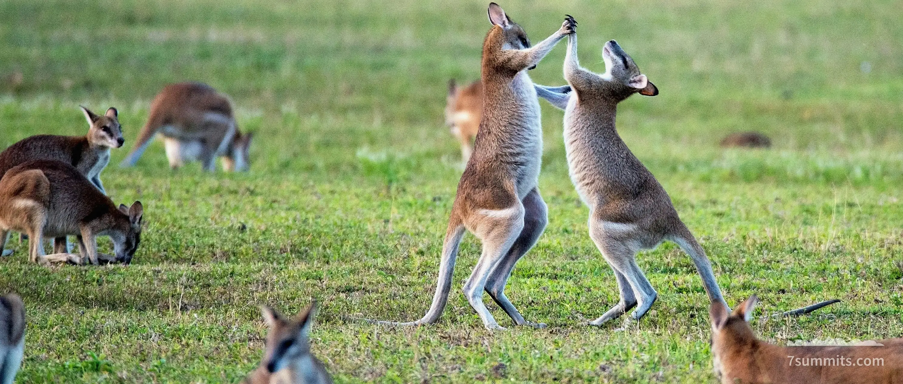 Australia, kangaroos on grass field