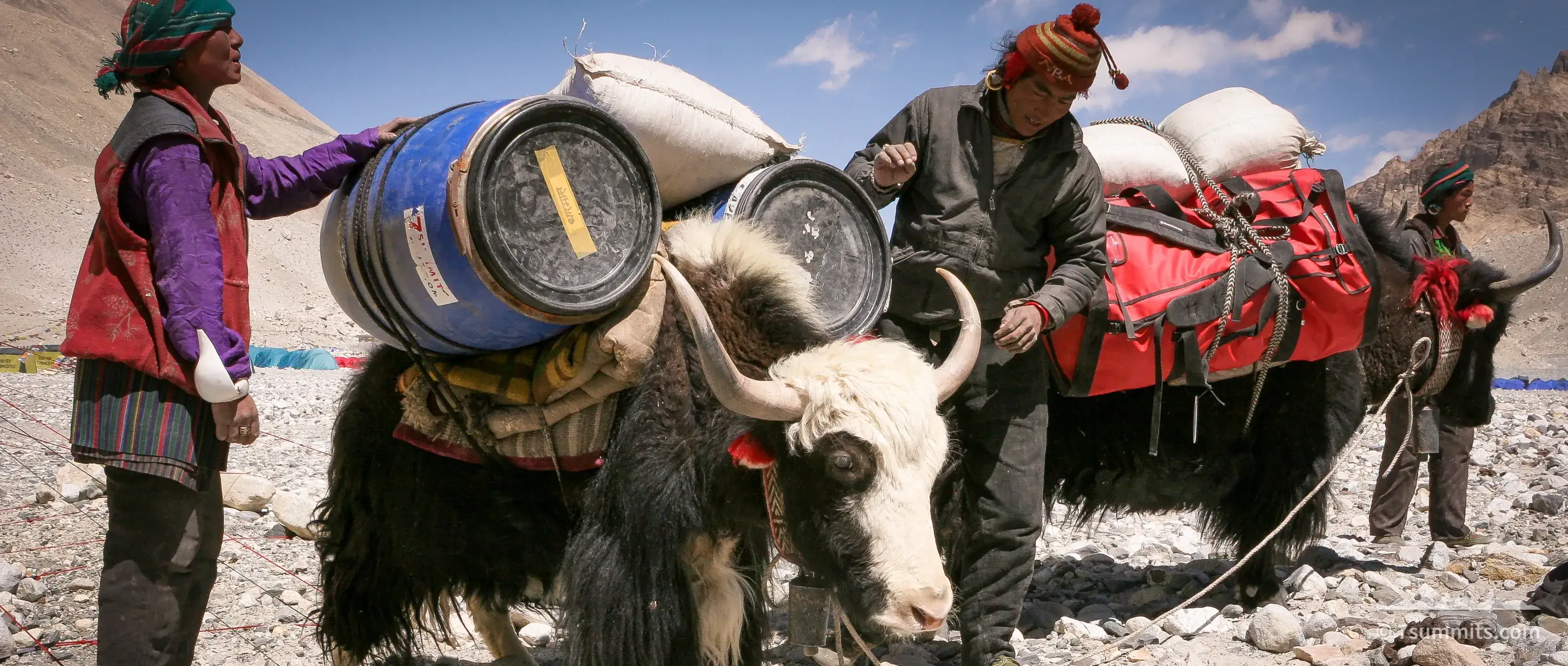 Loading yaks in Everest BC, Tibet