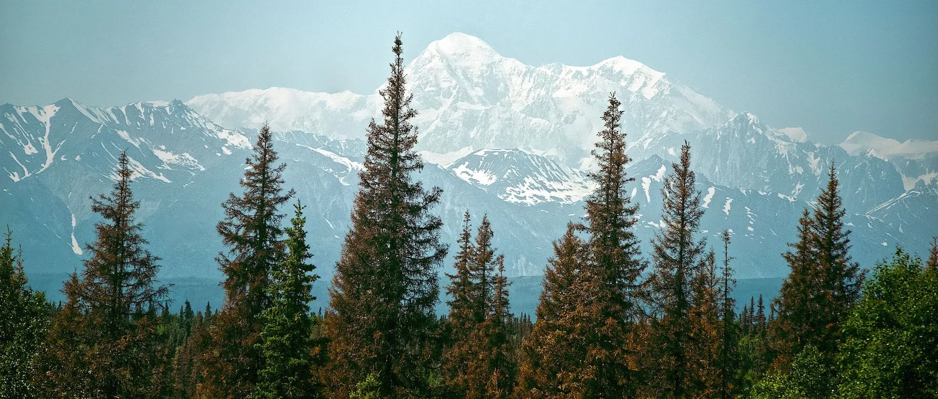 denali — Breathtaking view of Denali with snow-capped peaks and lush evergreen trees under clear skies.